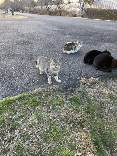 猫の集会
