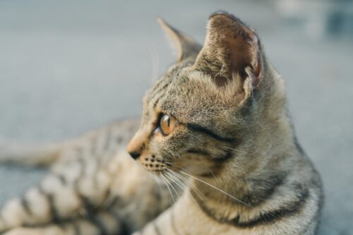 猫の横顔
